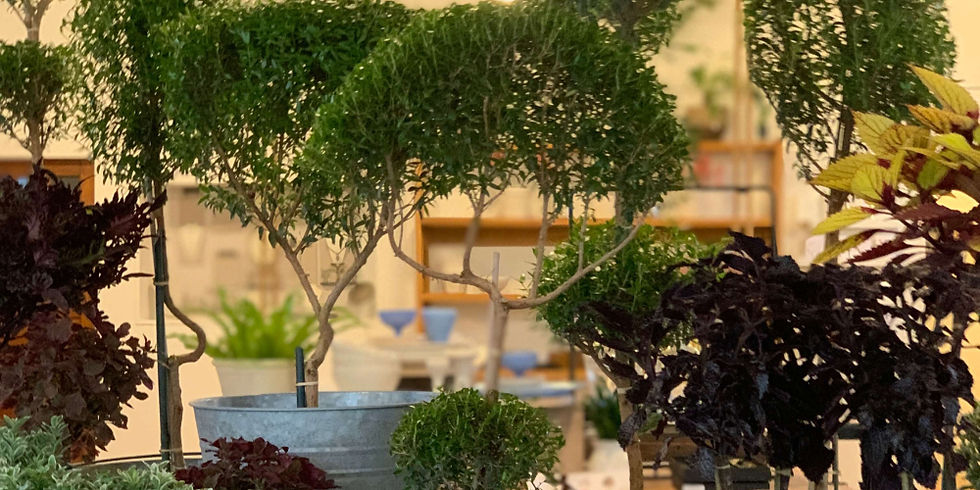 A collection of topiaries at fdp