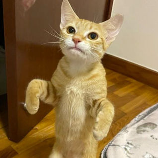 A Heartwarming Easter Adoption tale: Arielle finds her forever home๐ธ