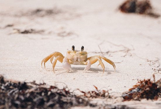 Local wildlife