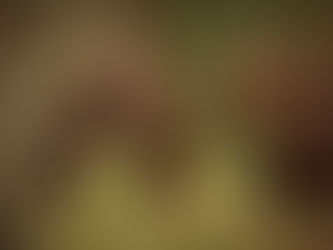 Natuur- en fotografiereis: beren, wolven & veelvraten in Oost-Finland