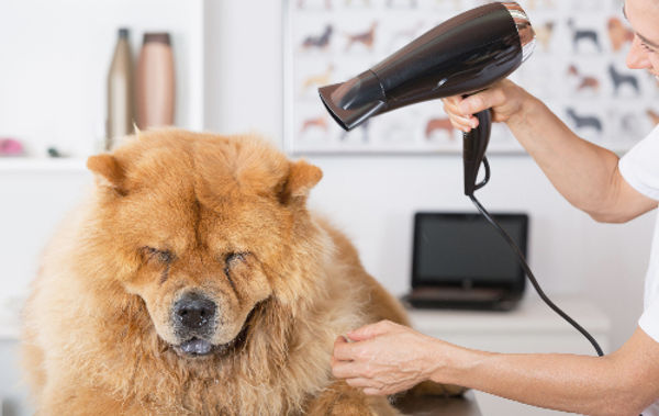 Canine Hairdresser_edited.jpg