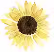 zonnebloem.avif