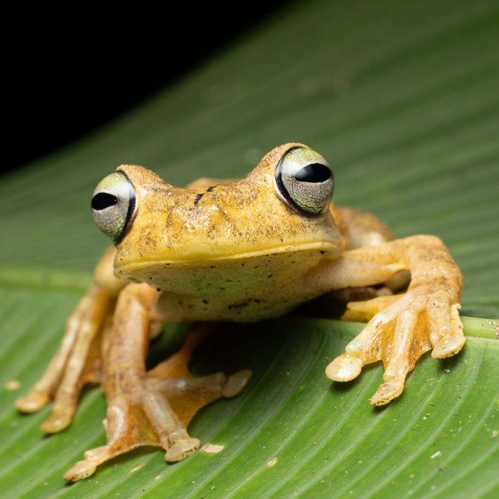Frog 5 1x1Sloth with baby 4200x3300