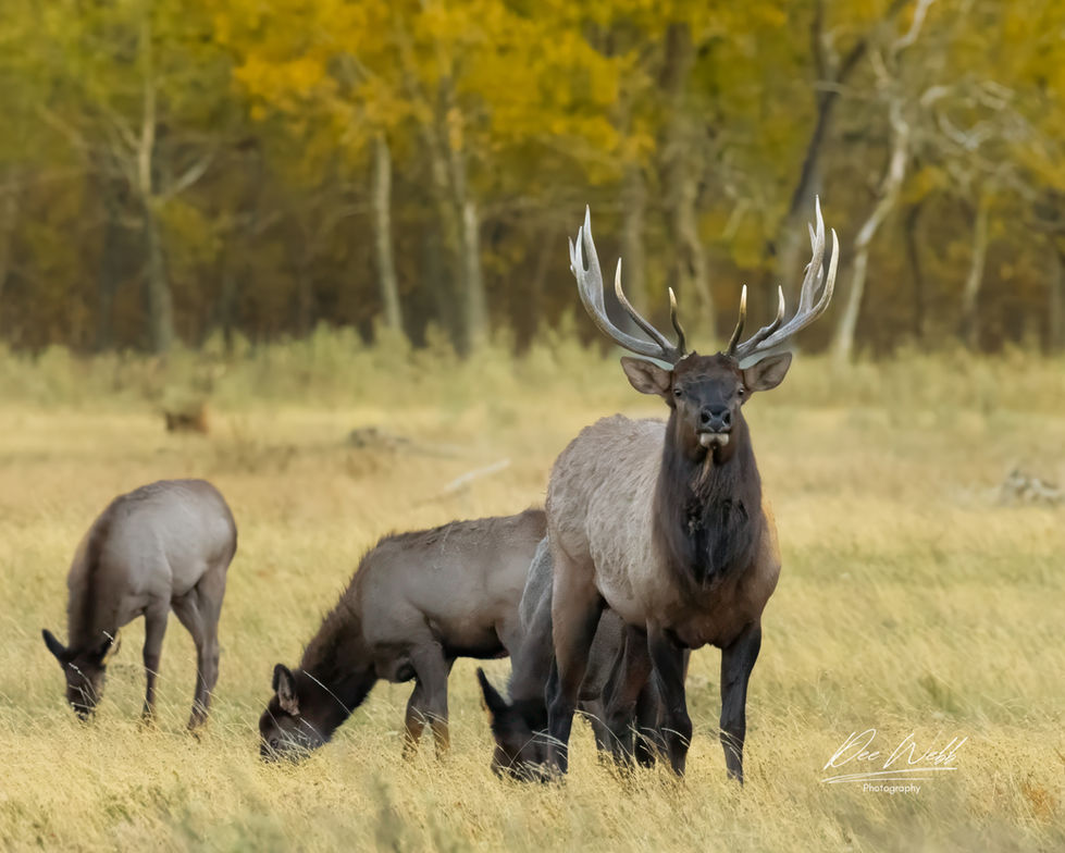 Elk W2330.jpeg
