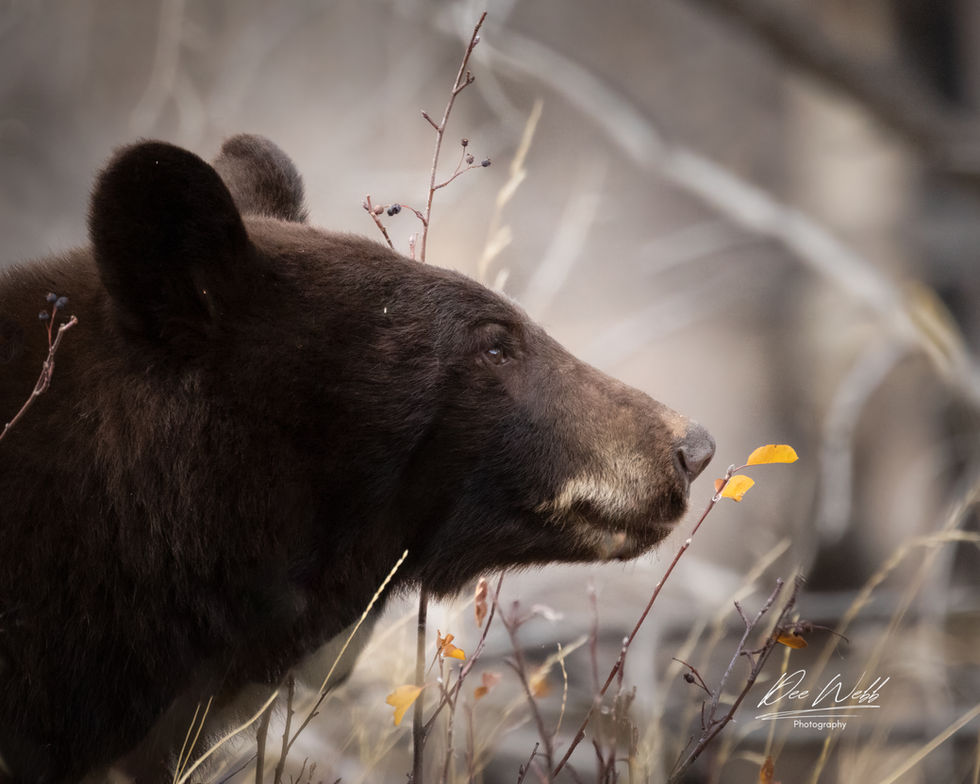 Black Bear W2350.jpeg