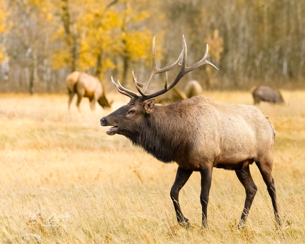 Elk W2335.jpeg
