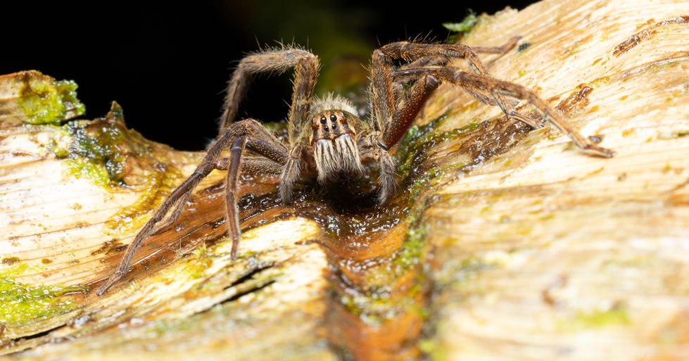Macro Spider