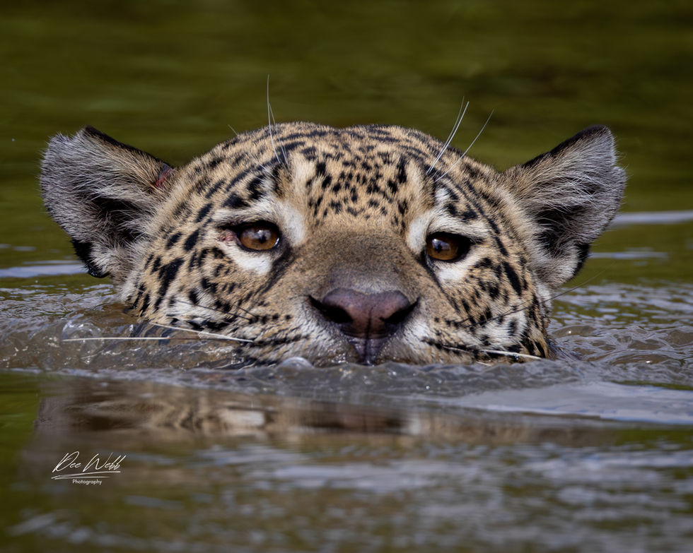 Jaguar 63.jpeg