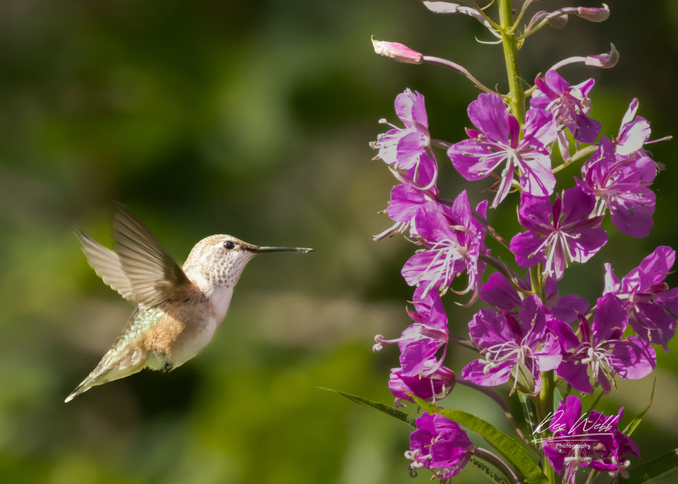 Humming Bird, B2320, 5x7.jpeg