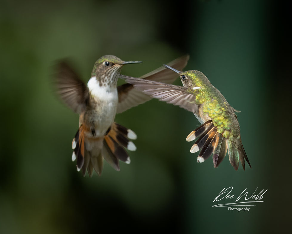 Humming face off