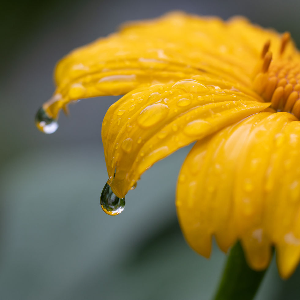 Yellow flower in the rain 679x679Sloth with baby 4200x3300