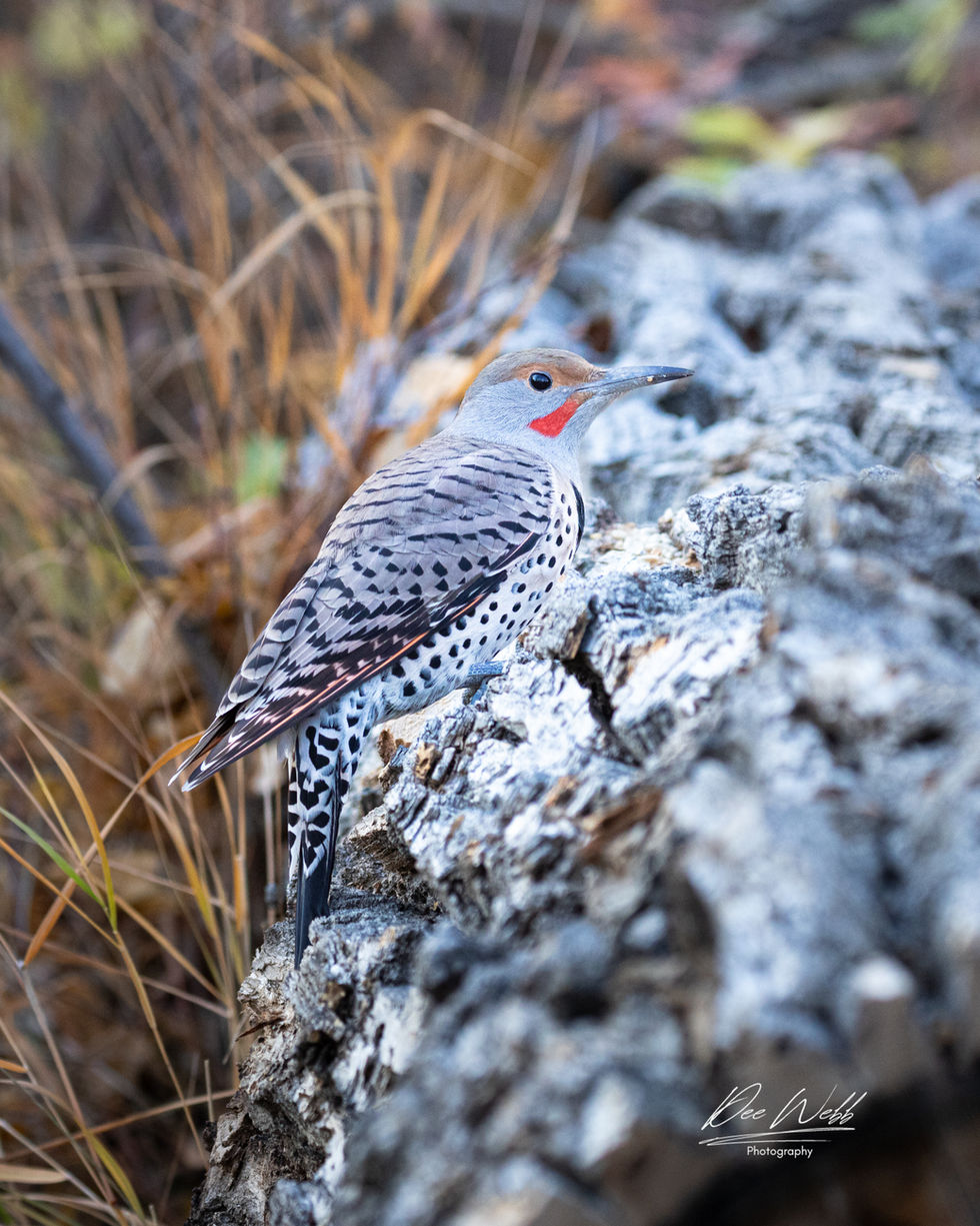 Northern Flicker B2317.jpeg