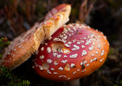 Iceland - Cogumelo - A4.jpg