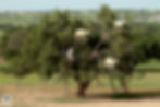 Goats in Trees