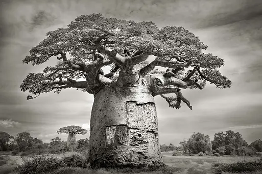 Baobab tree