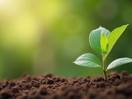 Cómo elegir la maceta perfecta para tus plantas