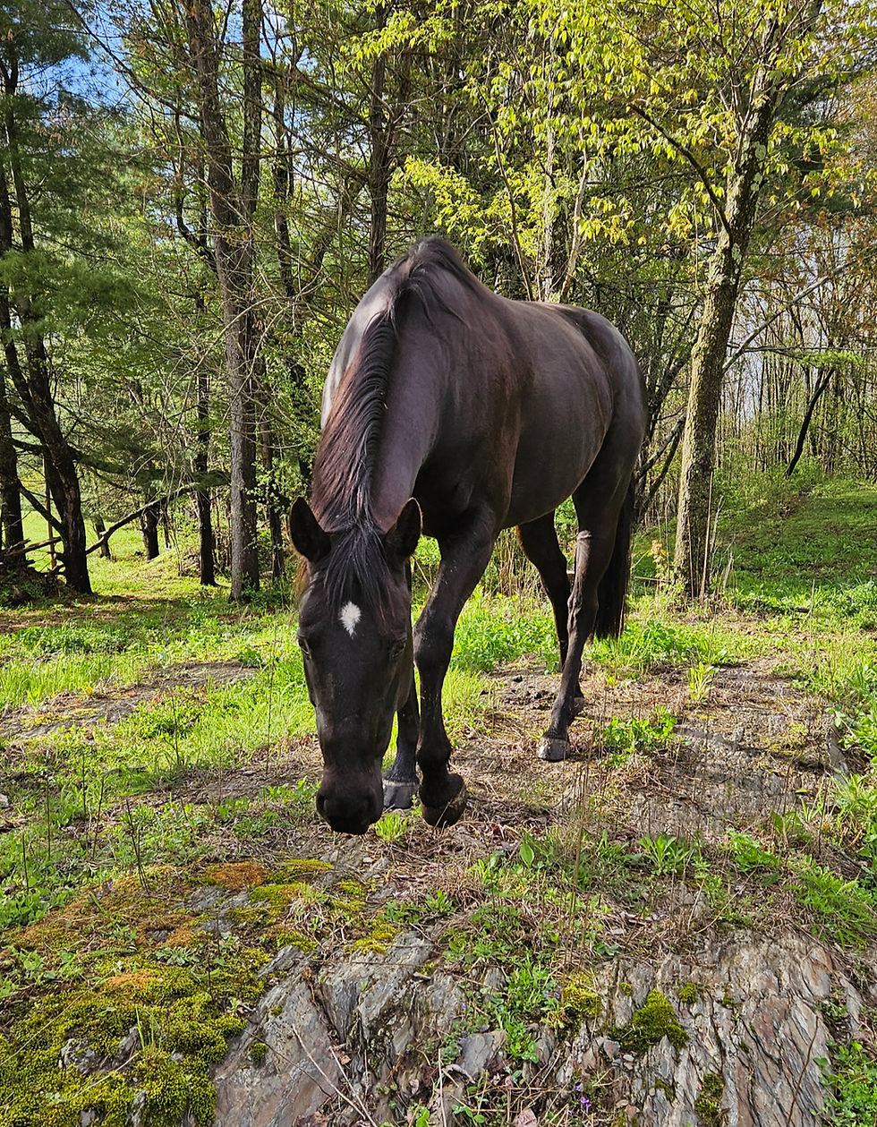 A black horse walks toward the camera