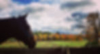 A horse overlooking an autumn field in Vermont