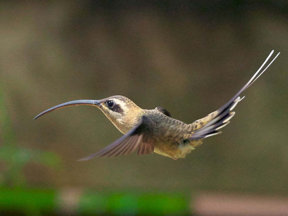 long billed hermit