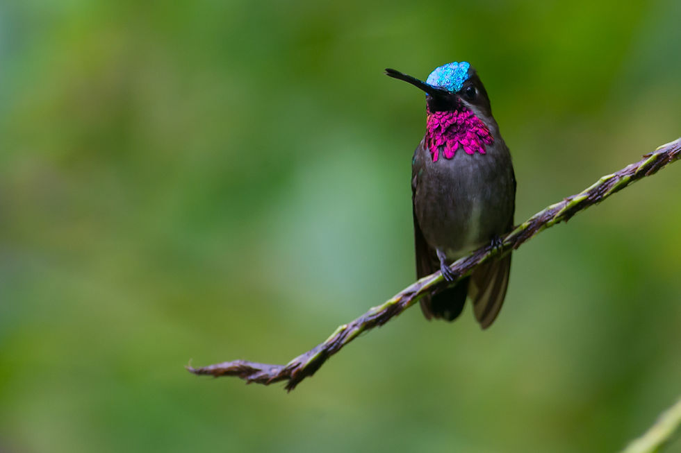 Long Billed Sorethroat