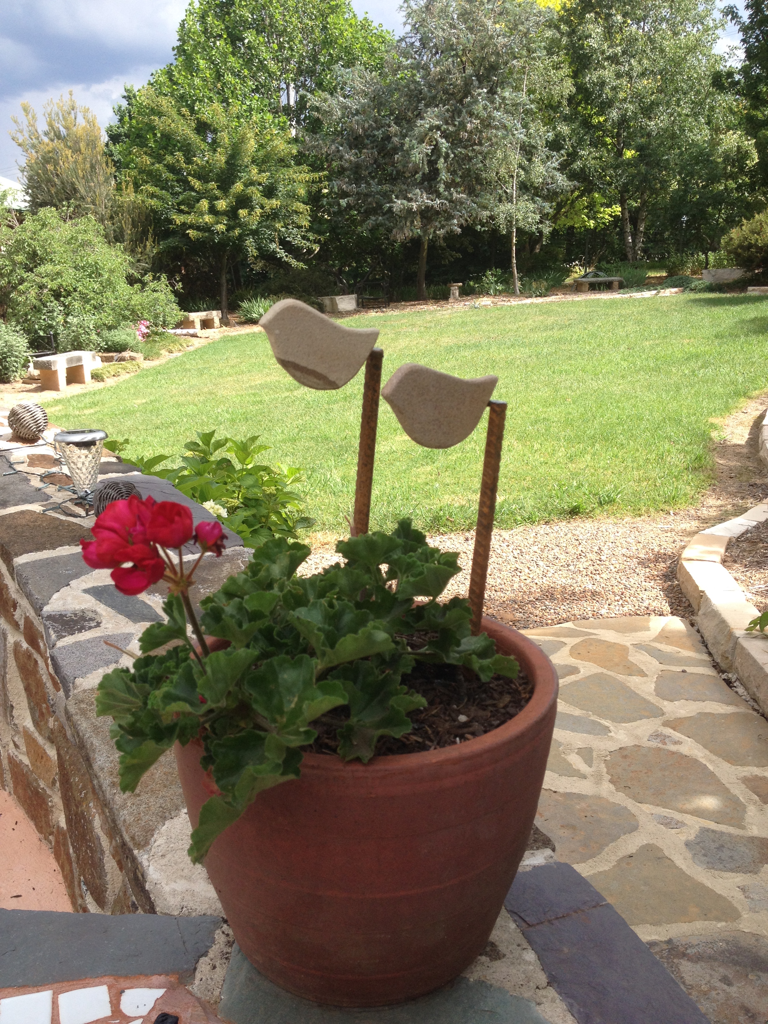 Little birds on reo
