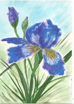 Ирис