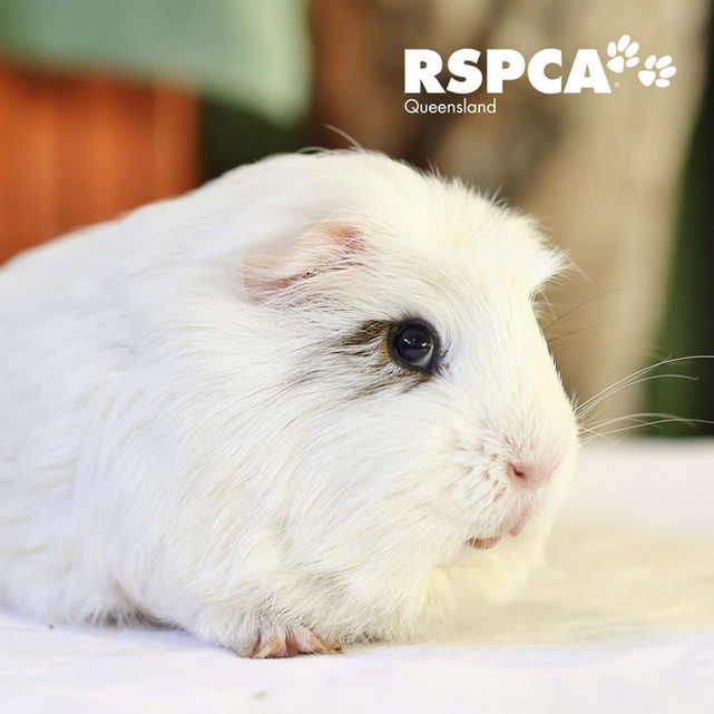 STUDIO CULTURE (40 hours)