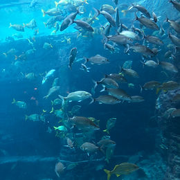 Atlantis - Bahamas
