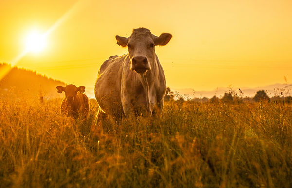 Happy grass-fed cows