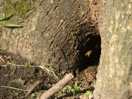 Help find the South West’s hidden free-living honey bee colonies