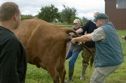 08_Geburt_Kalb