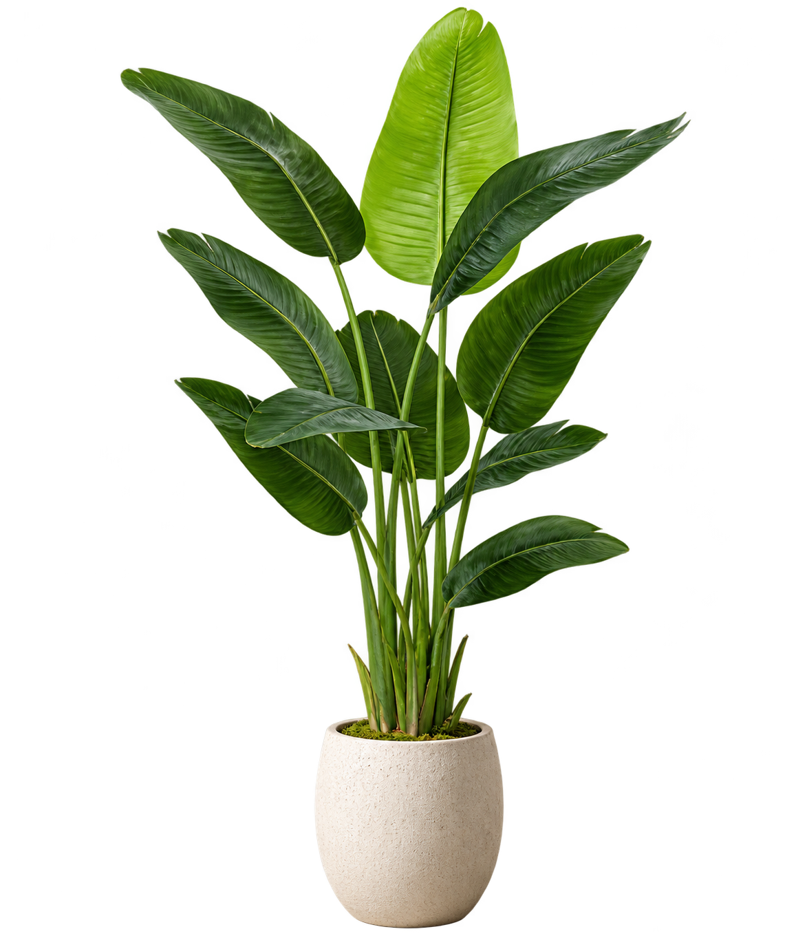 Tall broad-leaf plant in an ivory ceramic planter