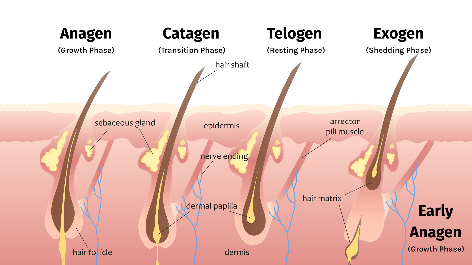 Medical illustration of anagen growth, catagen transition, telogen rest, and exogen shedding, with new hair entering anagen