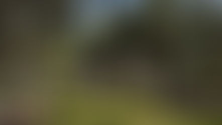 **Alt text:** Large sloping front lawn shaded by mature oak trees, with a light stone home visible at the bottom of the hill in Central Texas.