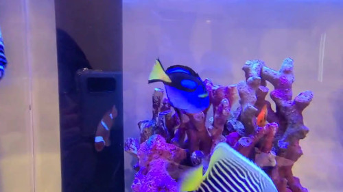 ナンヨウハギL 10cm | CY AQUARIUM