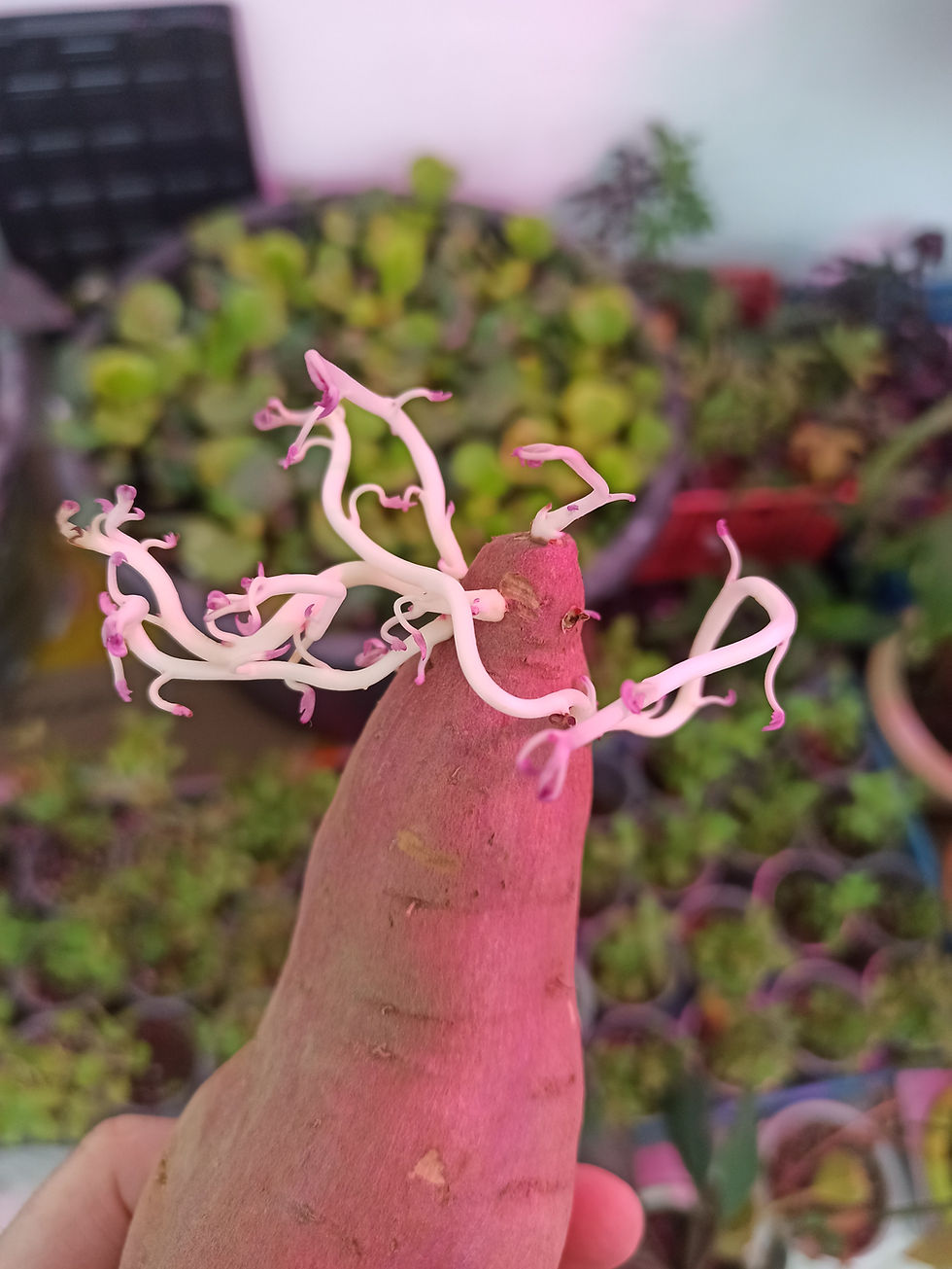 ростки батата