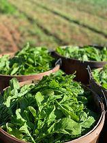 arugula new town.jpeg