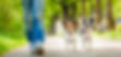 Dog_Walking_Forward2.jpg