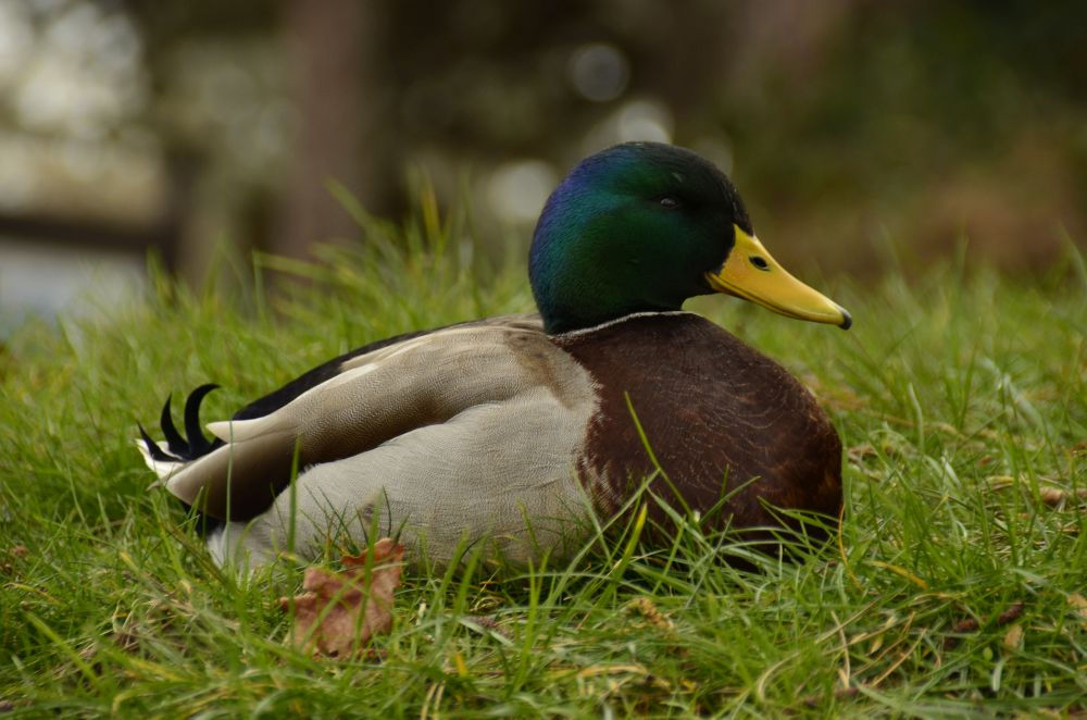 Blog | Tierheilpraxis