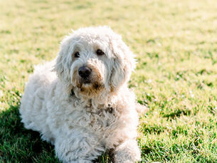 Wat is een Blindengeleidehond