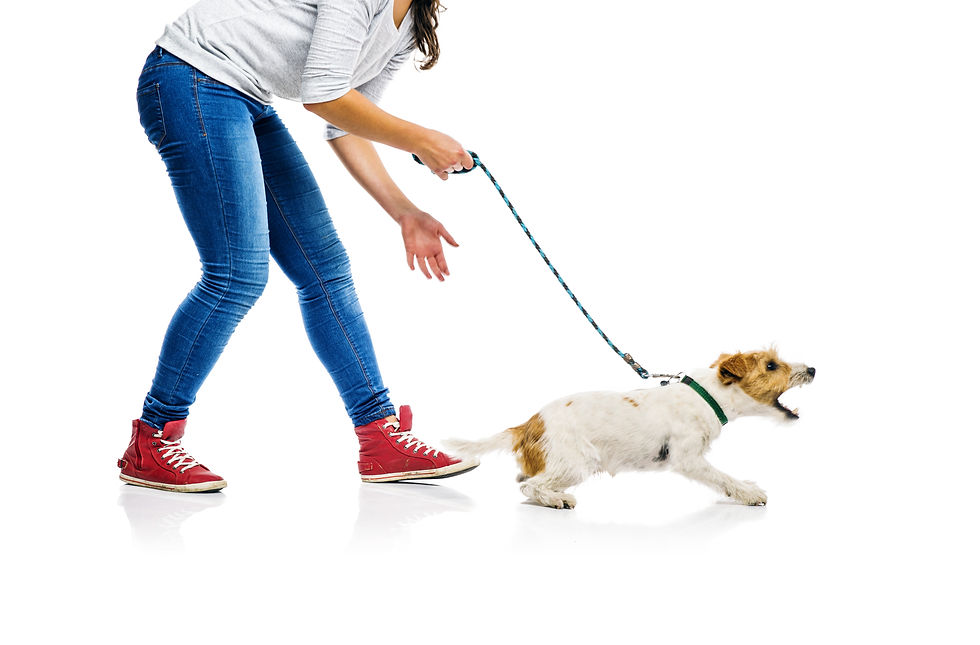 hond trekt aan de riem