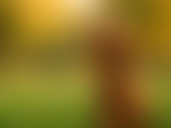 Toypoedel in een groen park