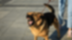 hond-valt-uit-naar-andere-honden