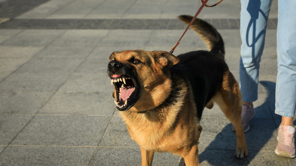 hond-valt-uit-naar-andere-honden