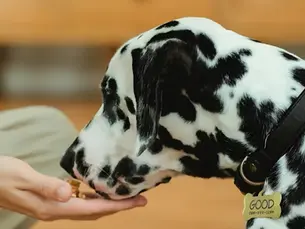 beste hondensnacks 2026 natuurlijke snacks hond