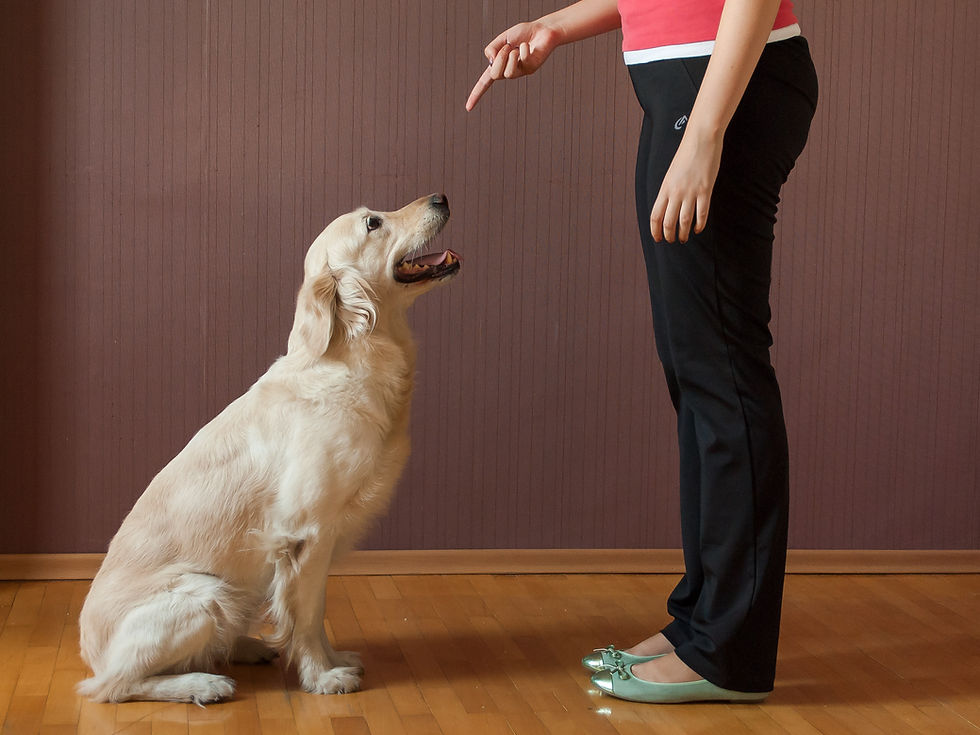 “Hond zit rustig na vriendelijke correctie – hond opvoeden zonder fysieke straf.”