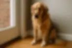 Golden Retriever die onrustig bij de deur wacht — subtiel stresssignaal van verlatingsangst bij honden.
