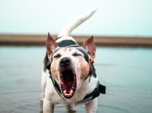 Kleine hond die hard blaft, terwijl hij in ondiep water staat