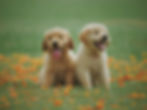 twee lieve puppies in gras met bloemen
