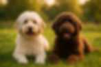 Labradoodle en Australian Cobberdog; liggend in het gras